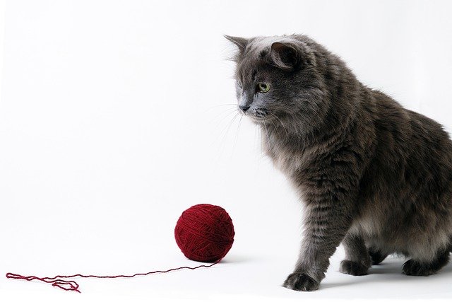 ねこのニャンルー　　　どいかや/作　　偕成社