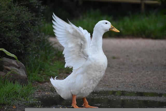 あひるのバーバちゃん　神沢利子/作　山脇百合子/絵　偕成社